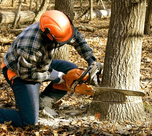 Tree Removal in Afton, VA